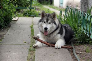 Dog Photo