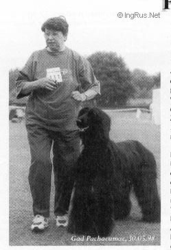 Dog Photo