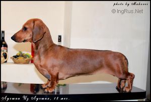 Dog Photo