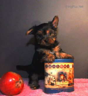Dog Photo
