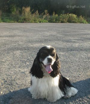 Dog Photo
