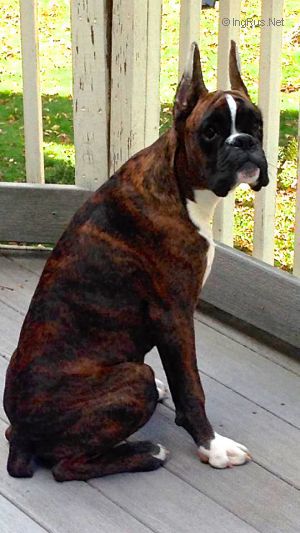 Dog Photo