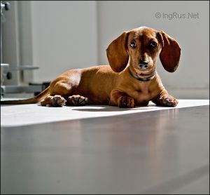 Dog Photo