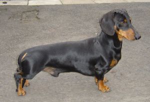Dog Photo