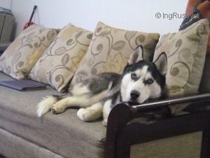 Dog Photo