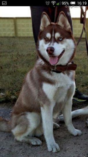 Dog Photo
