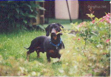 Dog Photo