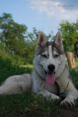 Dog Photo