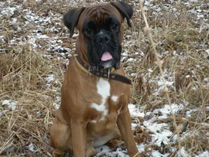 Dog Photo