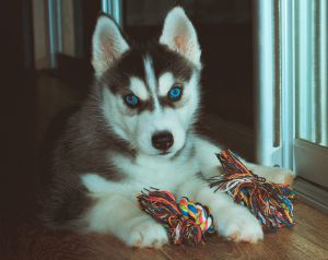 Dog Photo