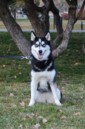 Dog Photo