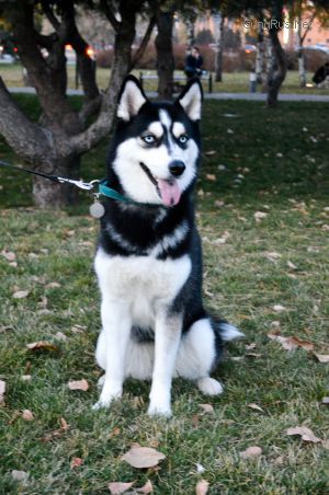 Dog Photo