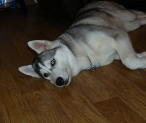 Dog Photo
