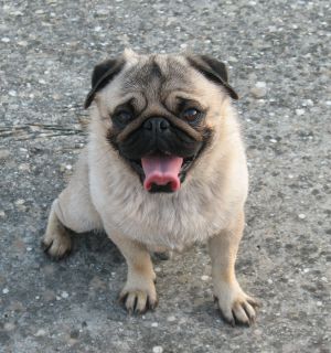 Dog Photo