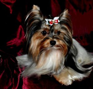 Dog Photo