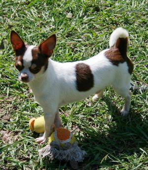 Dog Photo