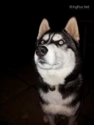 Dog Photo
