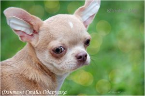 Dog Photo