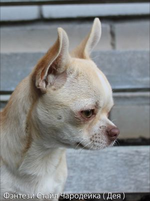 Dog Photo