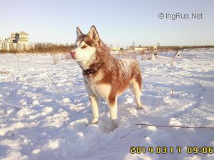 Dog Photo