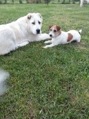 Dog Photo