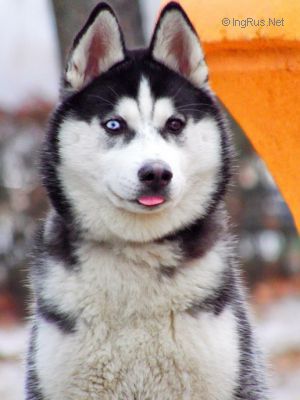 Dog Photo
