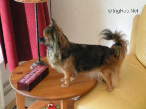 Dog Photo
