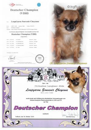 Dog Photo
