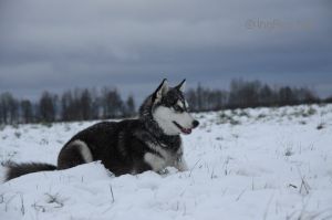 Dog Photo
