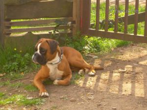 Dog Photo