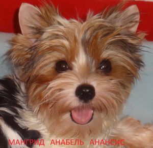 Dog Photo