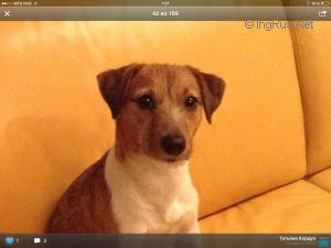 Dog Photo