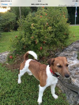 Dog Photo