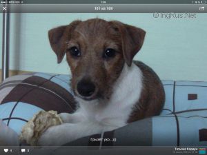 Dog Photo