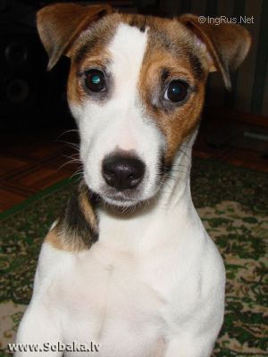 Dog Photo