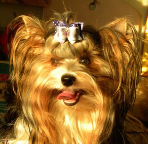 Dog Photo