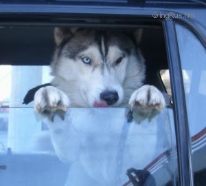 Dog Photo