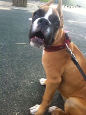 Dog Photo