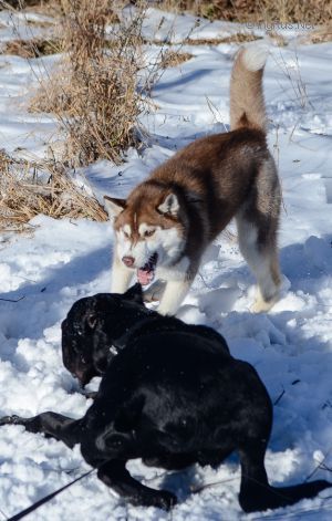 Dog Photo