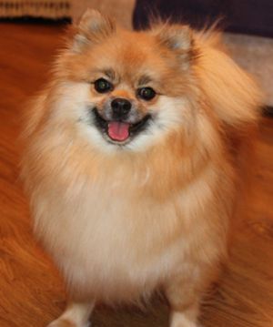 Dog Photo