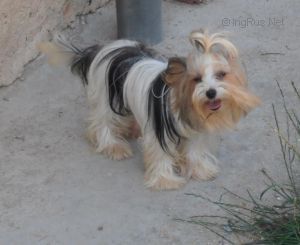 Dog Photo
