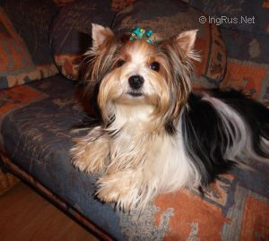 Dog Photo