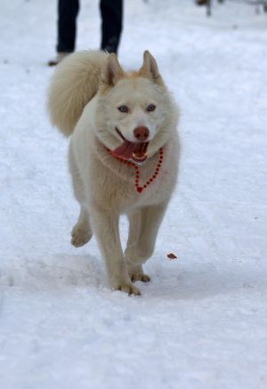 Dog Photo