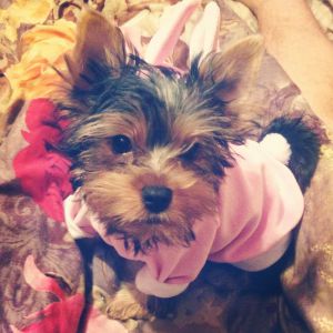 Dog Photo