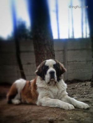 Dog Photo