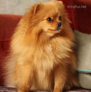 Dog Photo