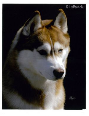 Dog Photo