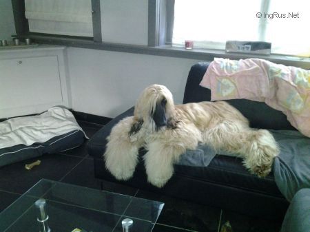 Dog Photo