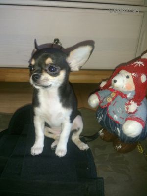 Dog Photo