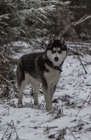 Dog Photo